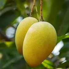 ১০ কেজি রাজশাহীর হিমসাগর আম